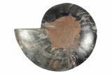 Cut & Polished Ammonite Fossil (Half) - Unusual Black Color #244962-1